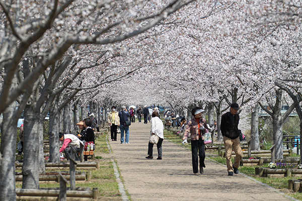 春 桜づつみ回廊