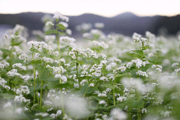 秋 そばの花